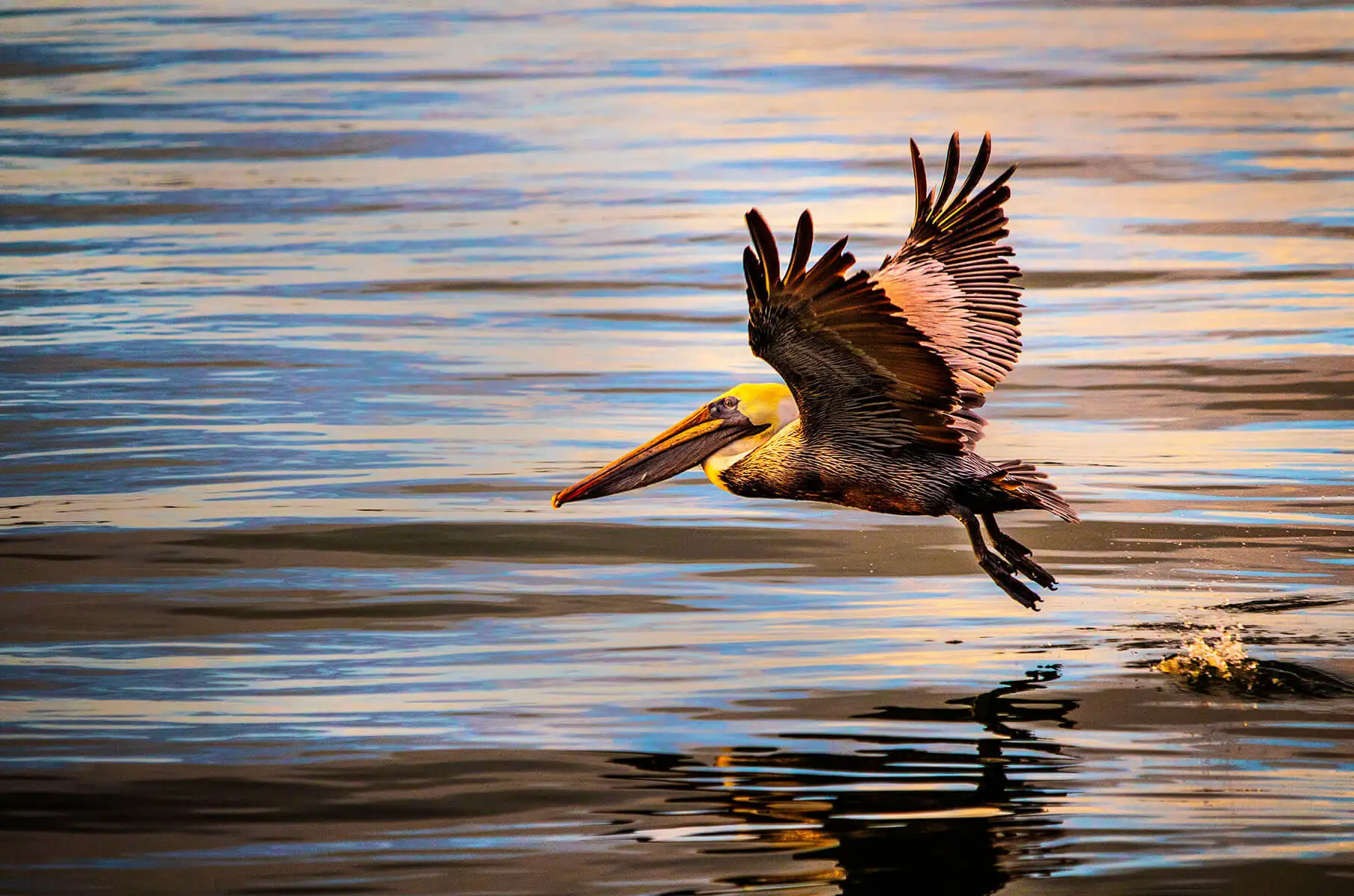Pelican flying just above the ocean - Pelican Communities Real Estate Development, California
